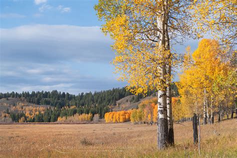 Aspens Grand Teton National Park Alan Majchrowicz