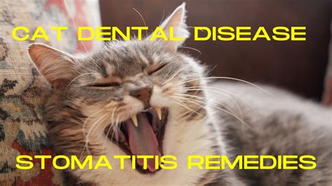 Cat Dental Disease Feline Stomatitis Remedies Veterinary Secrets