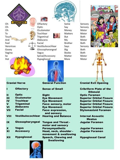 Cranial nerve mnemonics | Nursing mnemonics, Medical surgical nursing ...