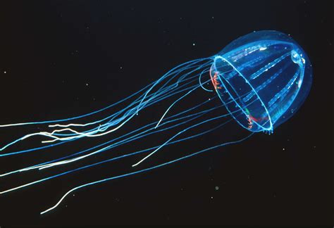 Illuminating the facts of deep-sea bioluminescence | Stories | Monterey