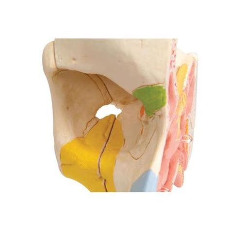 Human Nose Model With Paranasal Sinuses 5 Part 3b Smart Anatomy