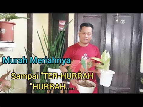 REVIEW TANAMAN HIAS MURAH MERIAH SAMPAI TER HURRAH HURRAH SANDI