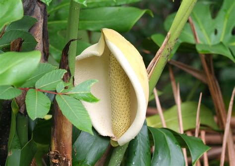 Swiss Cheese Plant Monstera Deliciosa The Garden Of Eaden