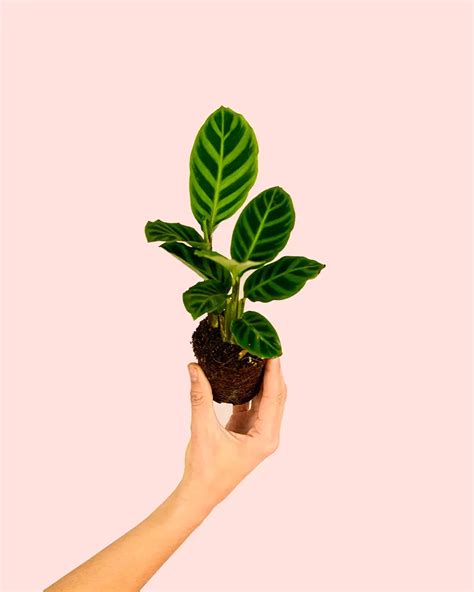 Beb Calathea Zebrina Comprar Online Pur Plant