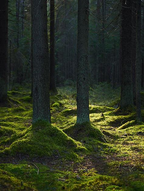 Coniferous Forest World Biomes The Wild Classroom