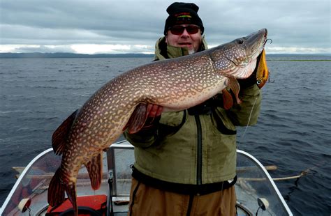 Strike Pro Buster Swim #C770 Burbot - Jerkmania