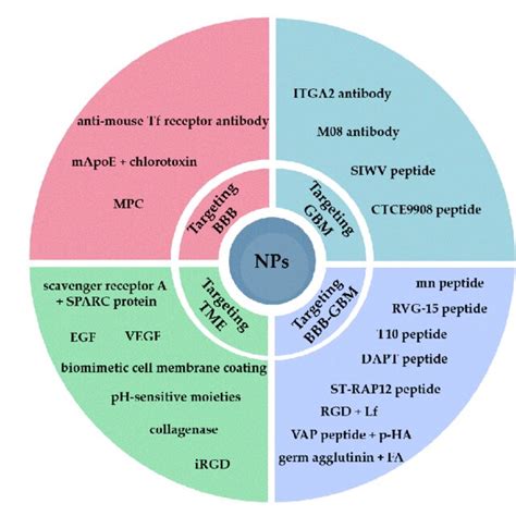 Schematic Representation Of Novel Molecules Investigated As Targeting