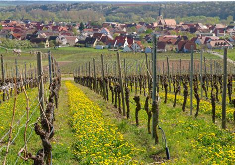 Your 2022 Guide To Franken Wine Region