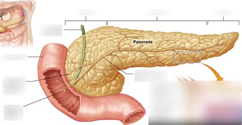 Pancreas Diagram Diagram Quizlet