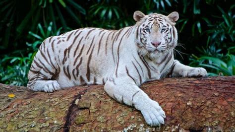 Qual O Tigre Não Existe Mais - 15 Curiosidades sobre o TIGRE que você ainda não sabia!