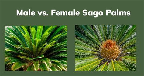 Male Vs Female Sago Palms HousePlantsInfo