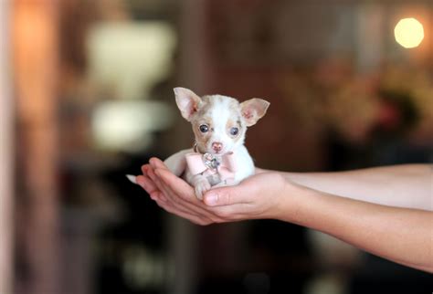 ♥♥♥ Teacup Chihuahua! ♥♥♥ Bring This Perfect Baby Home Today! Call ***-***-**** www