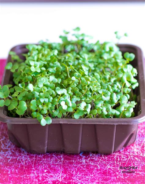 Grow Your Own Microgreens in just 3 days | How to grow indoor mustard micro-greens - Rachna's ...