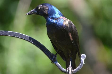 Black Bird With A Blue Head The Common Grackle Daily Birder