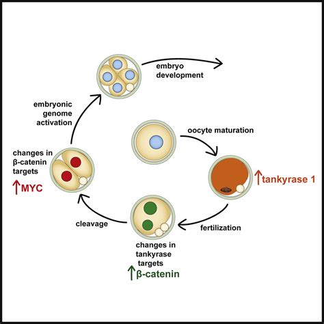 Developmentally Programmed Tankyrase Activity Upregulates β Catenin And