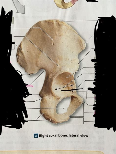 Coxal Bone Lateral View Diagram Quizlet