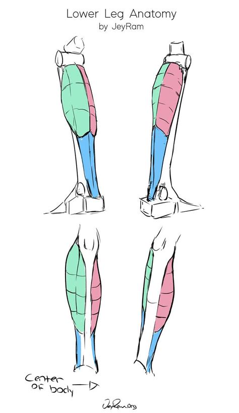 How To Draw Legs — Jeyram Art Human Anatomy Drawing Leg Anatomy