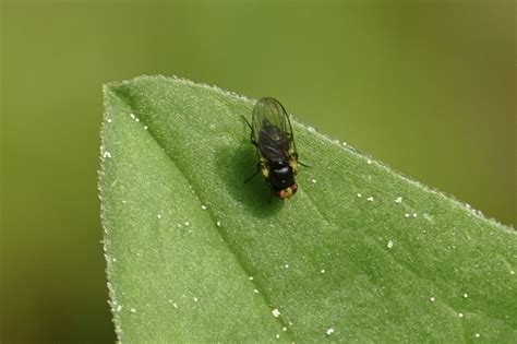 Diptera Info Discussion Forum Agromyzidae Agromyza Cf Igniceps