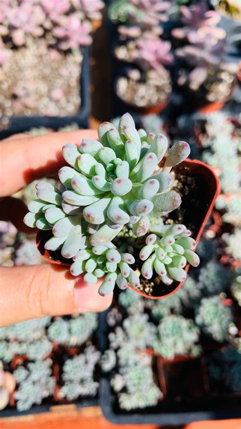 Graptopetalum Pachyphyllum Rose Blue Bean Succulent Plants Etsy