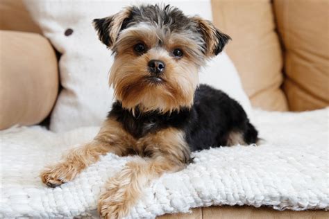 50 Names for Yorkie Dogs