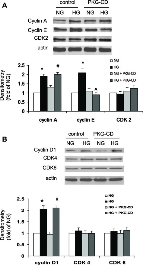 Effect Of Expression Of Pkg Cd On The Expression Of Cyclin Dependent Download Scientific