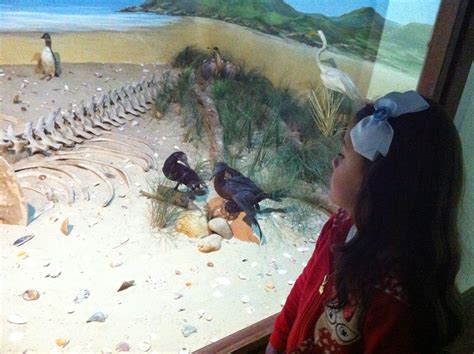 Lugar Para Ir Crian A Em Curitiba Museu De Hist Ria Natural