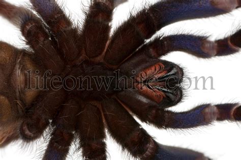 Life On White Tarantula Spider Poecilotheria Metallica In Front Of