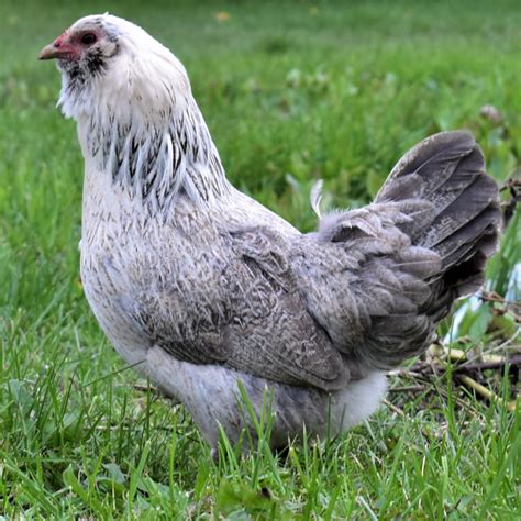 Easter Egger Bantam Day Old Chicks Day Old Chicks Easter Eggers