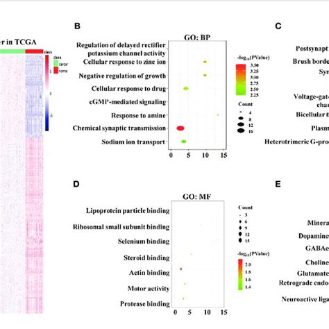 Overlapping Immune Related Genes IRGs And Functional Enrichment