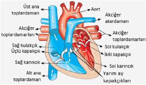 Kalbin Anatomisi Kalbin Çalışması KizlarSoruyor