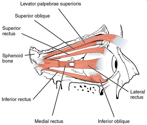 Orbicularis Oculi Definition Function Location And Anatomy