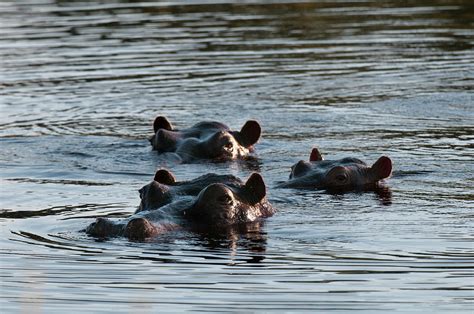 Hippopotamuses (hippopotamus Amphibius) Swimming In River, Okavango Delta, Botswana Digital Art ...