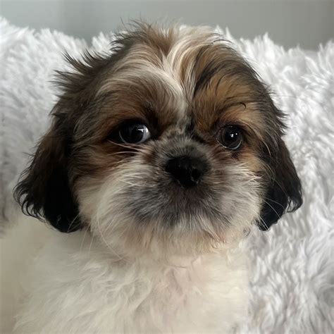 Shih Tzu Puppy For Sale Heavenly Puppies