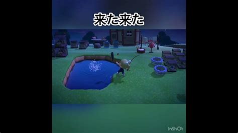 夜釣り Animal あつ森 Shorts あつ森 動画まとめ