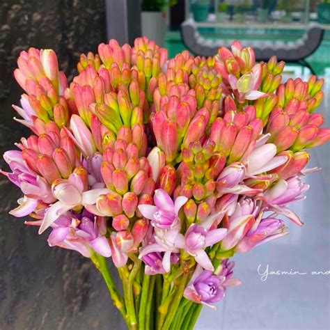 Pokok Harum Sundal Malam Purple Siap Bunga Purple Tuberose Lazada