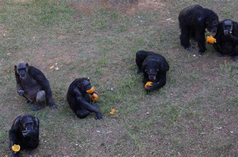 Nih Has Retired Just Seven Of Its Research Chimps To A Sanctuary