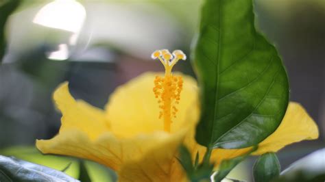 Wallpaper Hibiscus Petals Flower Yellow Macro Hd Picture Image