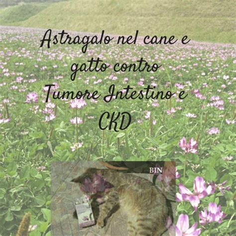 Astragalo Cane Gatto Tumore Anemia FIV Insufficienza Renale