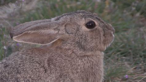 Cottontail Rabbit 1275824 Stock Video at Vecteezy