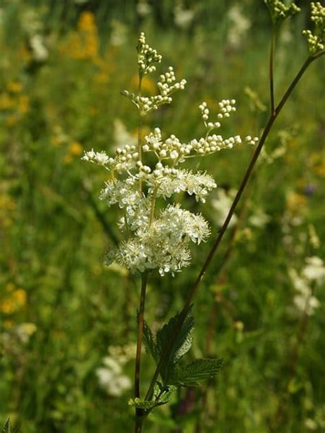 Meadowsweet Plants Filipendula Ulmaria Buy Online Landlife Wildflower