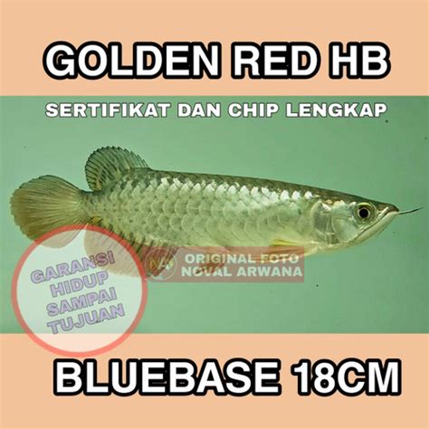 Jual Ikan Arwana Gold Arowana Golden Red Highback Hb Ring Level 5