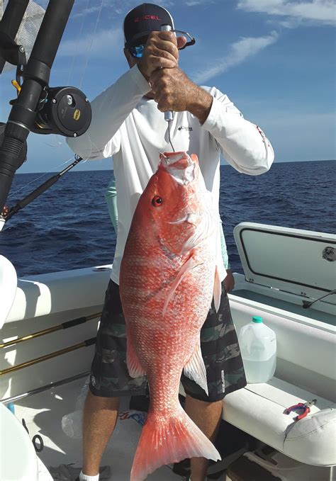 Biggest Red Snapper Old Fish House Bottom Grind Winner Coastal