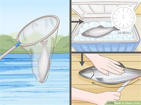 5 Ways To Clean A Fish WikiHow