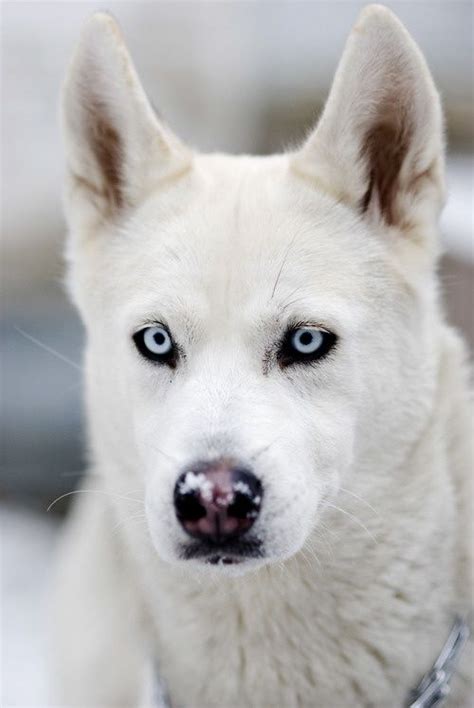 30 best White Siberian Husky images on Pinterest | Siberian huskies ...