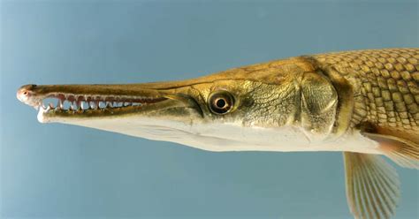 Download A Whimsical Gar Fish in the Sunlight | Wallpapers.com