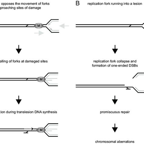 Model For The Role Of FANCM In The Response To Replication Stress A