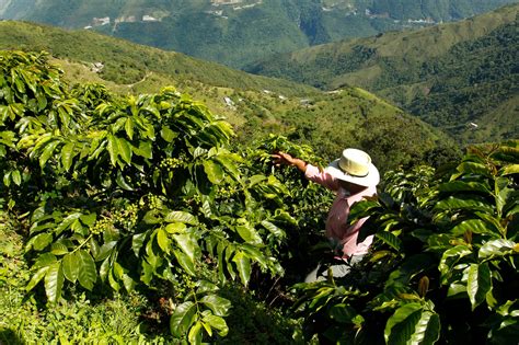 Visiter Une Plantation De Caf En Colombie Aventure Colombia