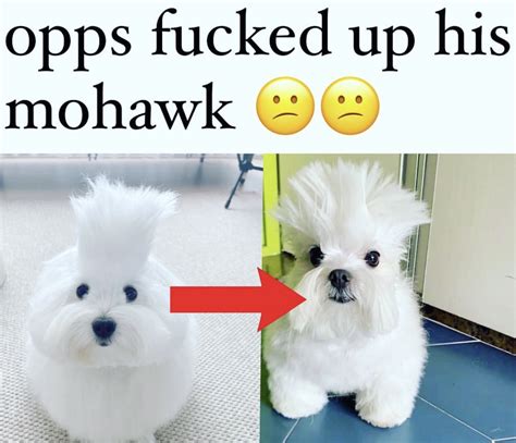 original opps forcing animals meme  opps forced   opps