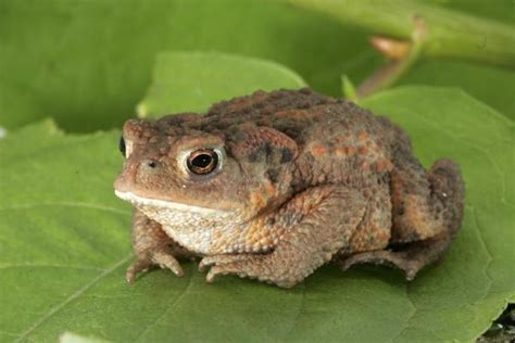 Diferencias entre ranas y sapos DESCÚBRELAS