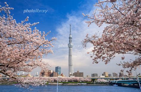 隅田川橋梁と東京スカイツリー 写真素材 7225502 フォトライブラリー Photolibrary